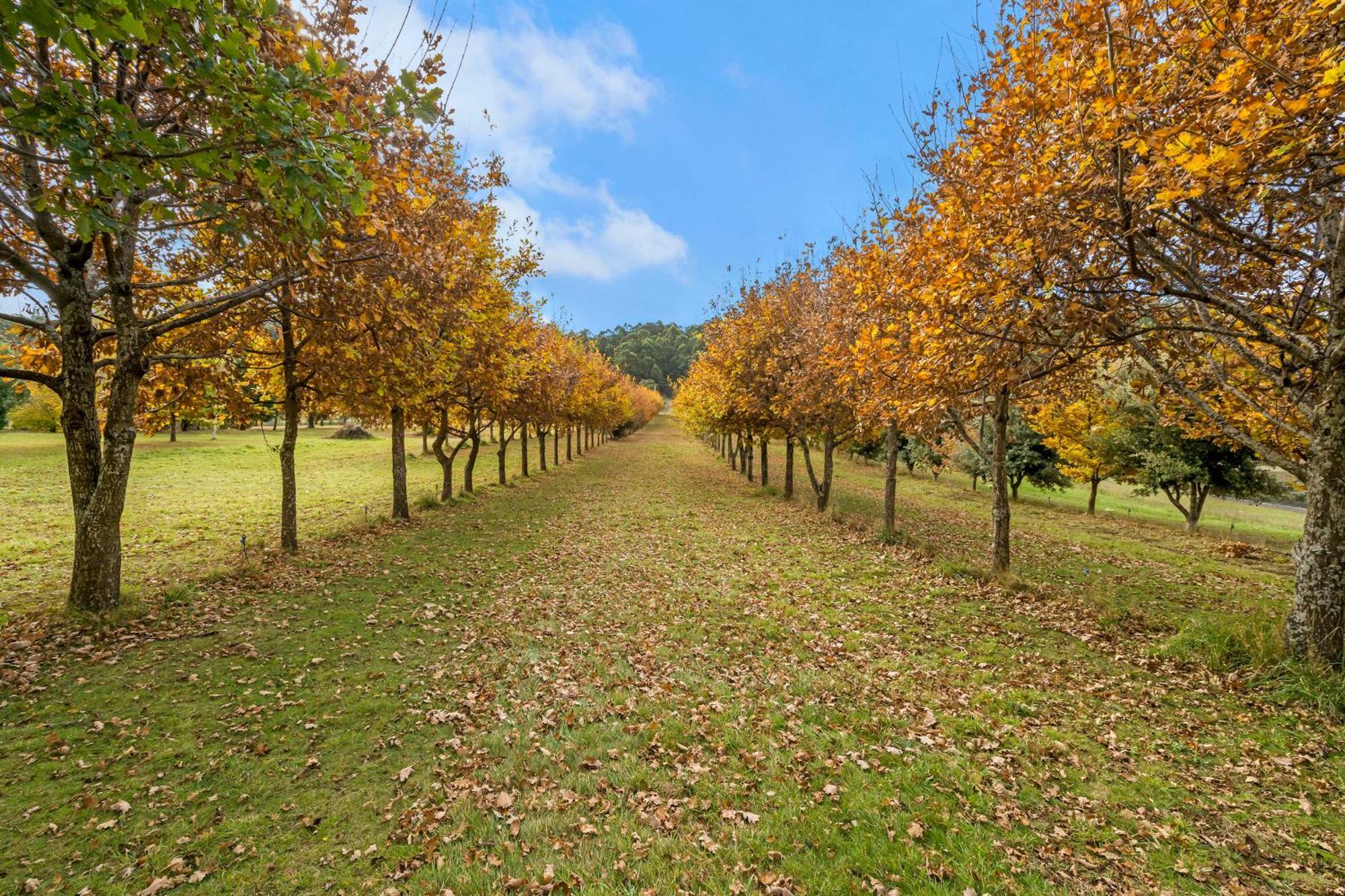 Blackwood Park Cottages Mole Creek Dış mekan fotoğraf