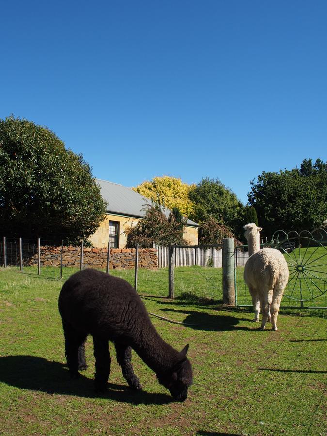 Blackwood Park Cottages Mole Creek Dış mekan fotoğraf